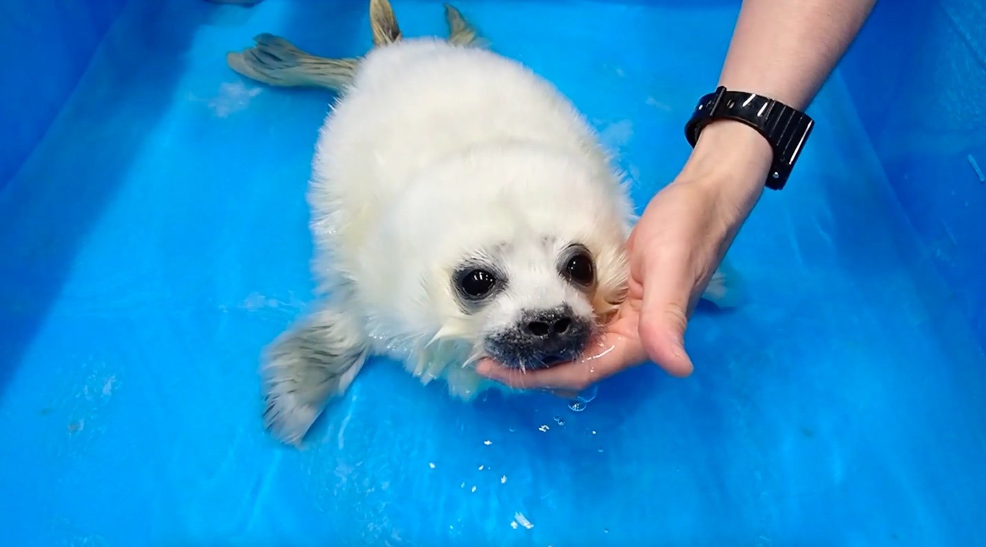 アザラシの赤ちゃん 犬