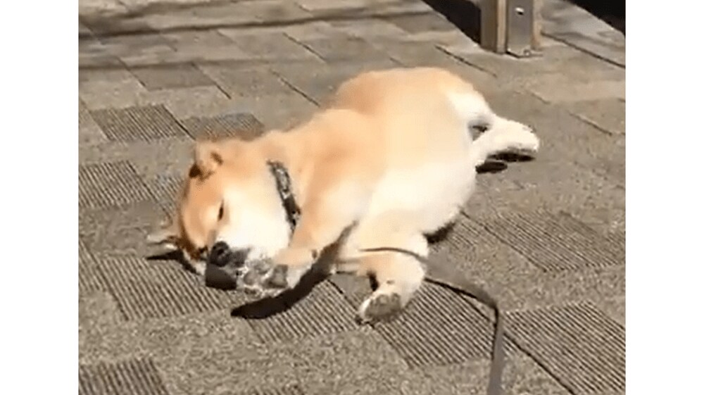 帰りません 断固拒否する柴犬の姿がかわいい 普段の散歩もこうなのか飼い主に聞いた Fnnプライムオンライン Goo ニュース