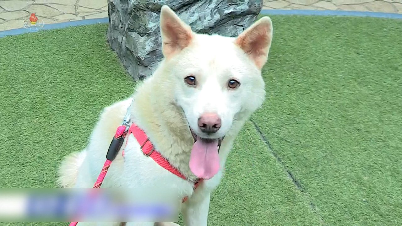 犬 めぐり韓国で押し付け合い 実は金正恩総書記の プレゼント 文前大統領 もう飼わない Fnnプライムオンライン Goo ニュース