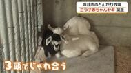 「うちのエースに！」珍しいヤギの三つ子の赤ちゃんが誕生　坂井市「なかよしとんがり牧場」ですくすく成長中　19日まで名前を募集　福井