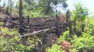 消防が鎮火に向けたパトロール　煙などの異常確認されず　岩手・大槌山林火災