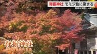 「凛として」燃えるような赤モミジに染まる山あいの脊振神社 紅葉見頃【佐賀県神埼市】