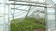 突風による被害か　農業用ハウス10数棟が倒壊　“線状降水帯”発生の福岡・久留米市