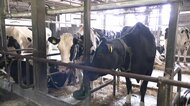 【歓喜】“消費減”から一転、酪農業倒産が4年ぶりゼロに…自社製「チーズ」も収益の助けに　新たな悩みはエサ代・電気代・燃料費高騰