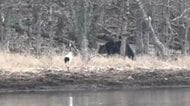 【ヒグマvsタンチョウ】岸辺で”にらみ合い”_タンチョウのエサ場に近づく1頭のクマ→威嚇するタンチョウに熊は_どちらも大きさは1.5ｍほど_接近遭遇の様子を撮影〈北海道根室市〉