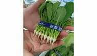 わずか約1㎝の野菜“間引き菜”が話題…「生産者は数えるほど」どんな味か担当者に聞いてみた