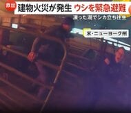 燃えさかる納屋に閉じ込められた牛たちを緊急避難させる緊迫の瞬間…凍った湖で“立ち往生”シカ救助劇の一部始終　アメリカ