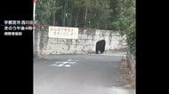 犬の散歩中にクマに遭遇した住民も　宇都宮で目撃情報相次ぐ　市内の全公立小中学校が休校