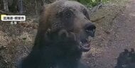 “日本最強”ヒグマの脅威…時速50キロ、パンチ力は2トン　もし出会ったら“ゆっくりと顔を背けずにその場を離れる”