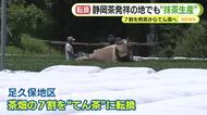 7割を煎茶から碾茶に転換　“静岡茶発祥の地”で抹茶生産　世界的なブームに伴う需要の高まりを受け