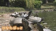 専門家「縁日ですくったカメ？」  福岡の