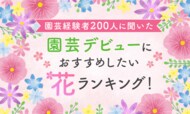 【園芸経験者200人に聞いた】園芸デビューにおすすめしたい花ランキング！