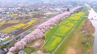 【オンラインお花見】1キロにわたり千本の桜が咲き誇る権現堂堤…土手に育ててもらった恩返し