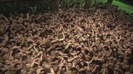 【速報】2年連続で宝木争奪戦はなし 日本三大奇祭の一つ「西大寺会陽」【岡山・岡山市】