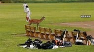 都内 河川敷に“迷いシカ”? どこから来た? 今どこに?