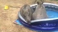 子どもたちを尻目にイノシシたちがプールへ イスラエル