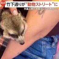 【癒やし】ミーアキャットやマイクロブタ…原宿・竹下通りが“動物ストリート”に！日本ならでは「動物カフェ」に外国人客大盛況