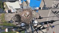 AIが電柱に作られたカラスの巣を感知！金属製ハンガーも...早めの撤去で停電を防ぐ【石川発】