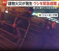 燃えさかる納屋に閉じ込められた牛たちを緊急避難させる緊迫の瞬間…凍った湖で“立ち往生”シカ救助劇の一部始終　アメリカ