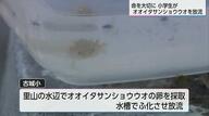 オオイタサンショウウオを卵から育てて放流「さんちゃんも１匹で育っていくから、僕もがんばる」宮崎市の小学生が命を学ぶ