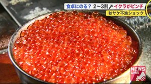 秋サケが不漁でイクラがピンチ 2~3割値上がりで食卓に上がる?
