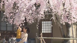 樹齢100年を超え、「奈良の一番桜」として親しまれる枝垂桜