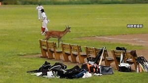 都内 河川敷に“迷いシカ”? どこから来た? 今どこに?