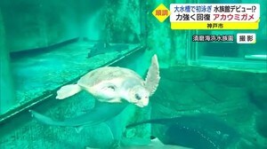 水族館の大水槽で泳いだ!片足のないウミガメ期待以上の回復ぶり 自然復帰へ一歩(神戸・隠岐の島)