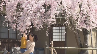 樹齢100年を超え、「奈良の一番桜」として親しまれる枝垂桜