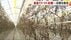 農業用ハウスのトマトがほぼ全滅　松山の農家「２４年間で初めて」真…