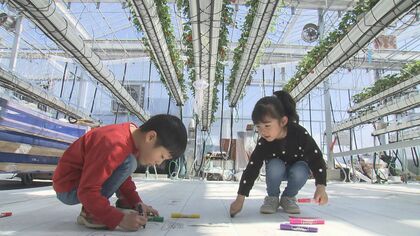 上で吊って栽培し食べ頃に下へ…いちごが“宙に浮く”農園 寒い時期はコタツに入りながらのいちご狩りも