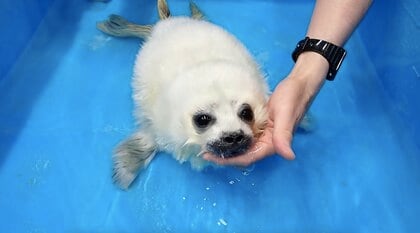 アザラシなのに泳ぎが苦手? “初めての水”にくしゃみ連発…赤ちゃんアザラシの反応がかわいい