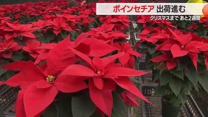 ポインセチア出荷最盛期　ウィンターローズ・プレミアムポーラーなど種類さまざま　山形・寒河江市