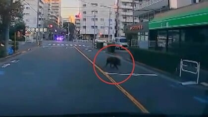東京江戸川区にイノシシ？早朝の幹線道路で「イノシシが走っている」通報が相次ぐ…区は「近づかないで」注意呼びかけ