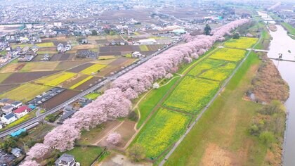 【オンラインお花見】１キロにわたり千本の桜が咲き誇る権現堂堤…土手に育ててもらった恩返し