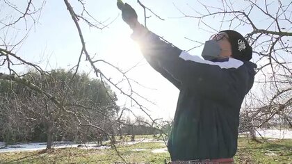 「蜜入りシャキシャキ 完璧なリンゴを」  “血の気が引く「ひょう」被害” 受けた 果樹農家の新たな決意【福島発】 