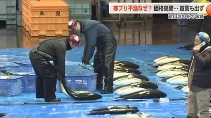 異例の高値、続く「寒ブリ」不漁　海水温上昇で沖合を通過か　富山湾で不漁、福井では大漁