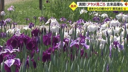 長井あやめ公園の500種100万本のアヤメ見ごろ・暖かい日が続き開花一気に進む 　「あやめまつり」7月5日まで【山形発】