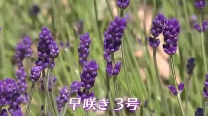 爽やかな風に乗って…約５０００株の早咲きのラベンダーが美咲町の「まきばの館」を紫に染める【岡山】