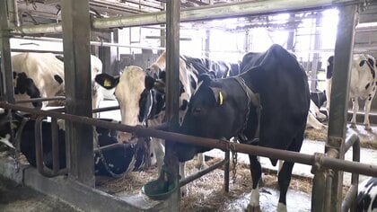 【歓喜】“消費減”から一転、酪農業倒産が4年ぶりゼロに…自社製「チーズ」も収益の助けに　新たな悩みはエサ代・電気代・燃料費高騰