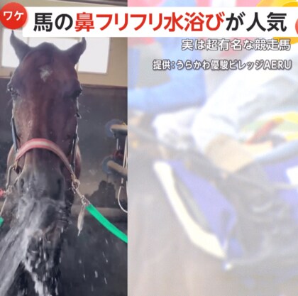 超有名な元競走馬「ナカヤマフェスタ」“50代”の余生…水浴び鼻フリフリだけの“シュール”動画が大人気！北海道・うらかわ優駿ビレッジAERU