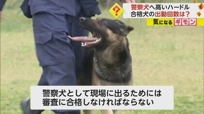 【昨年154件出動】行方不明者も3名発見！嘱託警察犬の審査会「指導士との信頼関係や犯人制圧など」多岐にわたる　埼玉県警