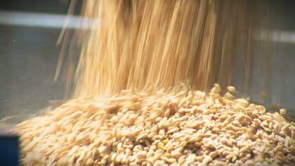 コメ不足の中…収穫したばかりのコシヒカリの玄米約90kg盗まれる 農作業小屋には施錠設備なく…警察は防犯対策呼びかけ【新潟発】