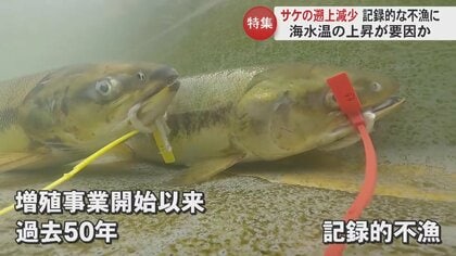 遡上するサケが過去50年で記録的な不漁か…過去最低だった去年の5割　海水温上昇が原因か　今後の増殖事業に不安も