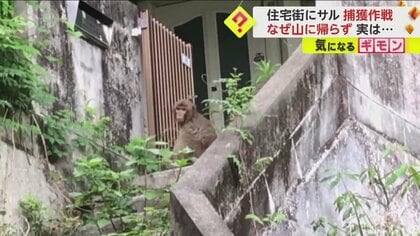「ウロウロ迷って山に帰れない」住宅街にサル出没…12人体制で追跡も捕まらず　4日間で目撃情報90件　大分・別府