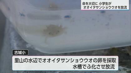 オオイタサンショウウオを卵から育てて放流「さんちゃんも１匹で育っていくから、僕もがんばる」宮崎市の小学生が命を学ぶ