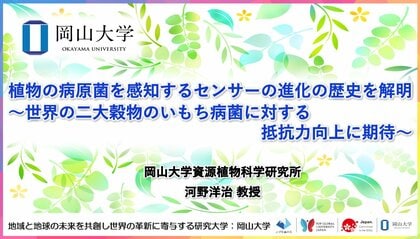 【岡山大学】植物の病原菌を感知するセンサーの進化の歴史を解明~世界の二大穀物のいもち病菌に対する抵抗力向上に期待