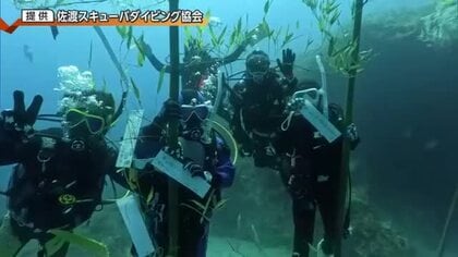 海底に七夕の竹飾り　名物コブダイも姿見せる【新潟・佐渡市】