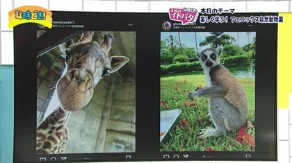 ゾウに乗れる フラミンゴが空を飛ぶ 「シマウマ総選挙」って何？宮崎の