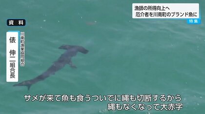 ハンマーヘッドシャークって食べられるの？“厄介者”をブランド魚へ